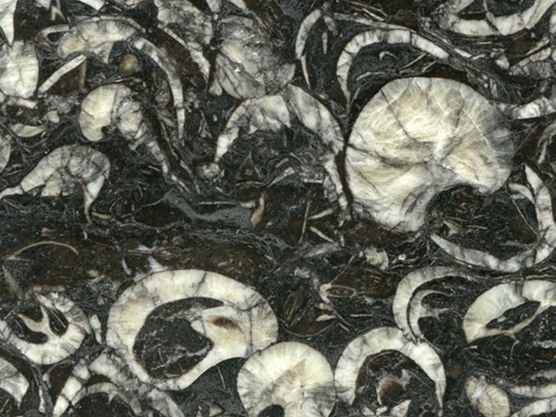 Flor de concha
